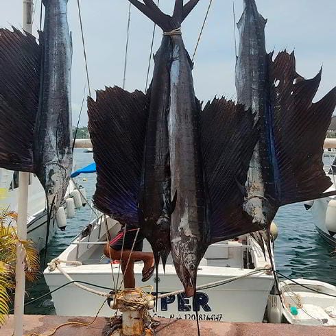 Pesca de pez Vela en Acapulco